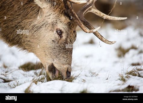 Red Deer Stag In The Snow Richmond Park Stock Photo Alamy