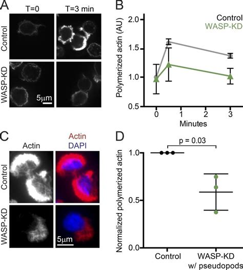WASP is crucial for explosive actin polymerization during pseudopod... | Download Scientific Diagram