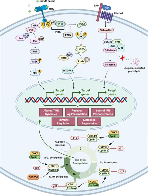 Oncogenic Pathways That Confer Tumor Intrinsic Resistance To Immune