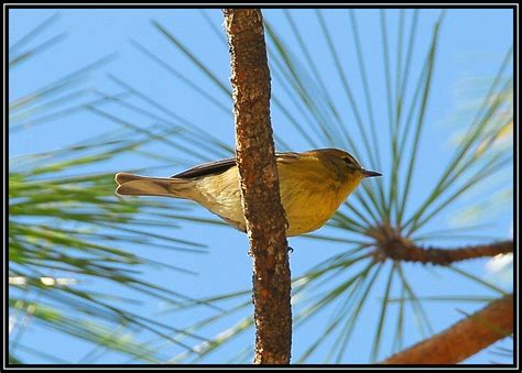 Pine Warbler Belly Pine Warbler Dendroica Pinus Order Flickr