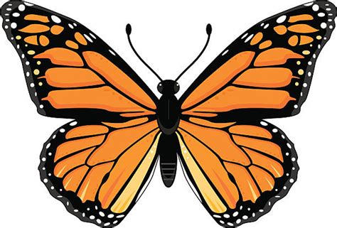 1 300 Monarch Butterfly Clipart Stock Illustrations Royalty Free