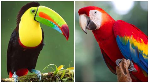 Les Animaux De La For T Tropicale Qui Vous Surprennent Par Leur Beaut