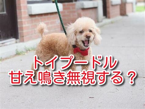 トイプードル甘え鳴きや子犬の要求吠えは無視？無駄吠えやめさせるしつけ方法を紹介！ ワンコと一緒にハッピーライフ♪