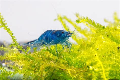 Blue Dream Shrimp — Buce Plant