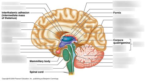 Brain Structures Diagram Quizlet