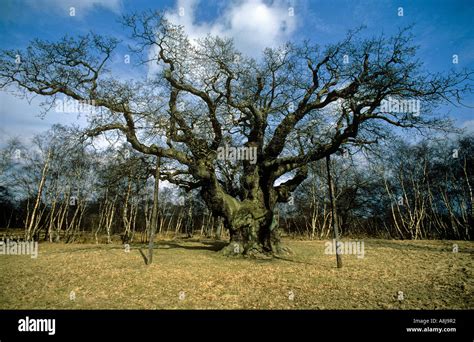 Major Oak Sherwood Forest Stock Photo - Alamy