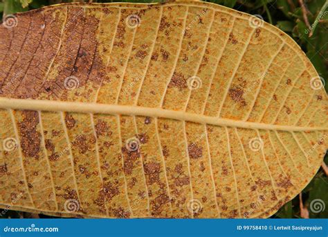 Plant Disease Plumeria Leaves Disease Stock Photo Image Of Tropical