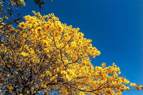 Árvore de trombeta dourada também conhecida como Ipe Amarelo Tabebuia