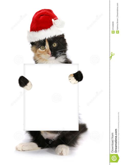 Kitten Holding Blank Sign Wearing Christmas Hat Stock Image Image Of