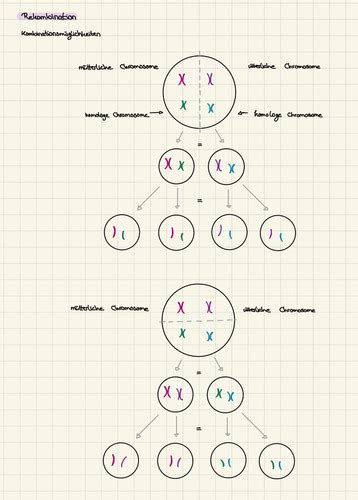Meiose Karteikarten Quizlet