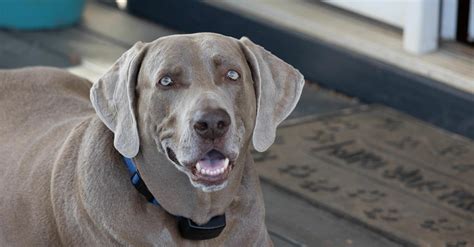 What Is A Blue Lab Does It Exist Everything Labradors