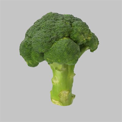 Broccoli 3d Model 19 Unknown Max Obj Free3d