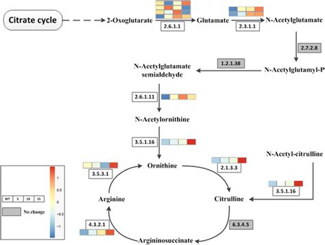 Key Enzymes Encoded By The Degs Involved In The Arginine Synthesis Download Scientific Diagram