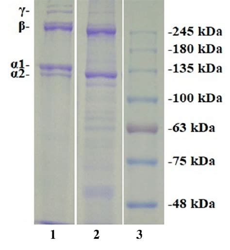 SDS PAGE Patterns Of Scale Gelatin TG And Type I Collagen TC Of