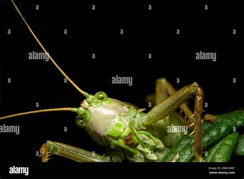 Close-up of curious, goofy looking katydid (Tettigoniidae). Green insect photographed in natural ...