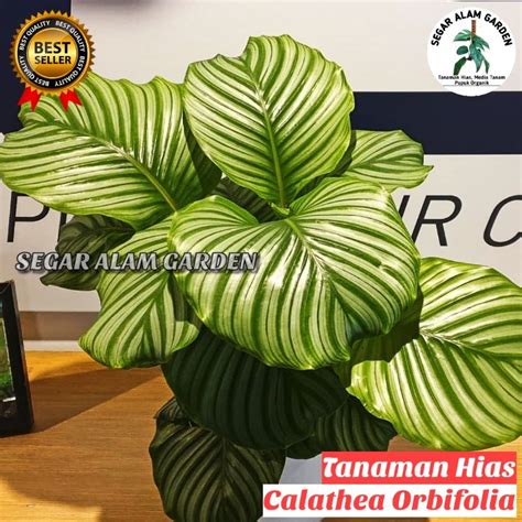 Jual Tanaman Hias Calathea Orbifolia Calathea Orbi Shopee Indonesia