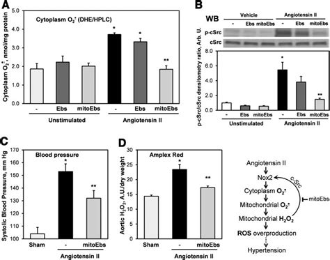 Inhibition Of Angii Induced Vascular Ros Production And Hypertension By