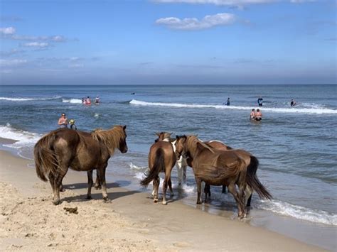 Assateague State Park Updated September 2024 310 Photos And 101 Reviews 7307 Stephen Decatur