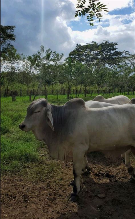 Pin de Marco Antonio em Pins criados por você Imagens de vaqueiro