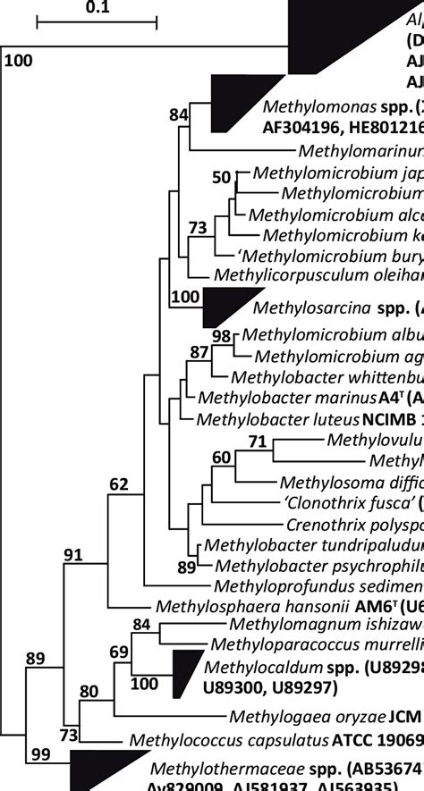 The S Rrna Gene Based Maximum Likelihood Tree Of Strain Xlmv T