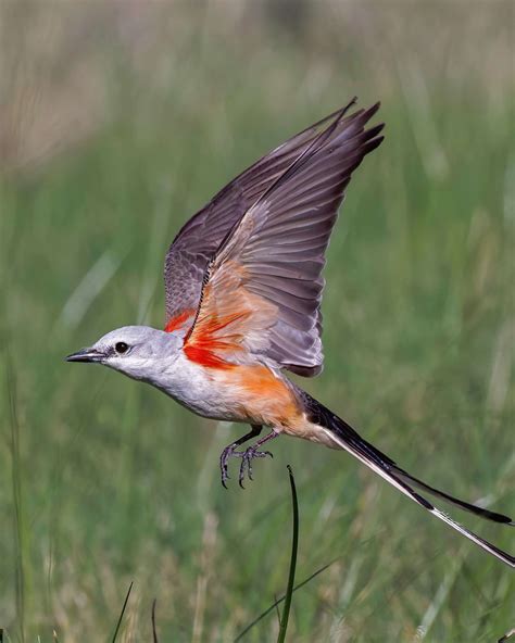 16 Birds With Long Tails (Long-Tailed Birds)