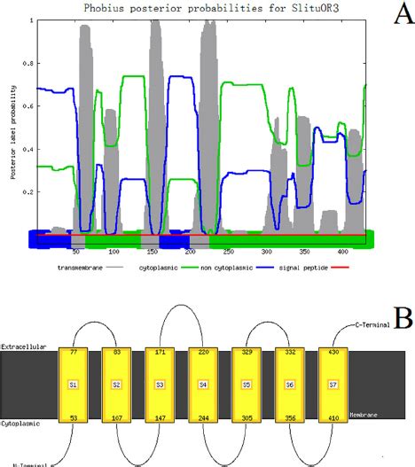 The Transmembrane Protein Topology Prediction For Slituor3 A