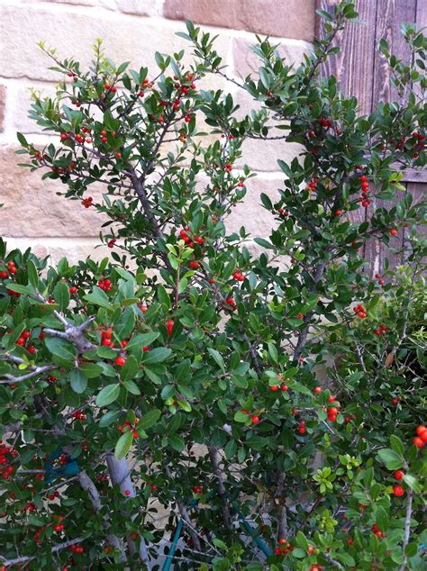 Yaupon Holly Urban Farming Master Gardener Plants