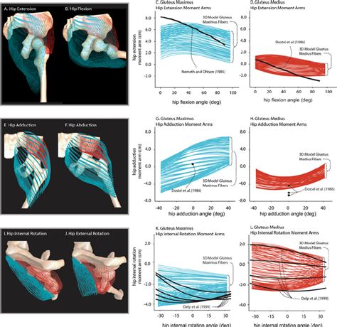 The Gluteus Maximus Cyan And Gluteus Medius Red Muscle Models With