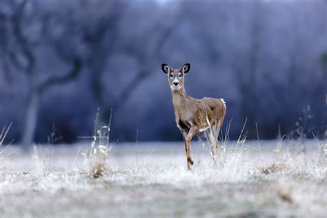 Kinship Whitetail Deer Doe Brown County Wisconsin Usa Steven