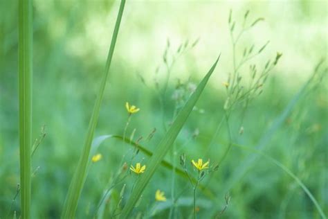 Wallpaper Sunlight Nature Field Green Ice Dew Leaf Flower