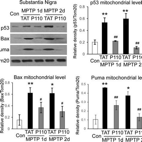 Inhibition Of Drp1 Hyperactivity Abolished P53 Translocation To