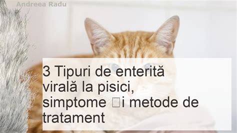 Tipuri De Enterit Viral La Pisici Cauze Simptome I Tratament