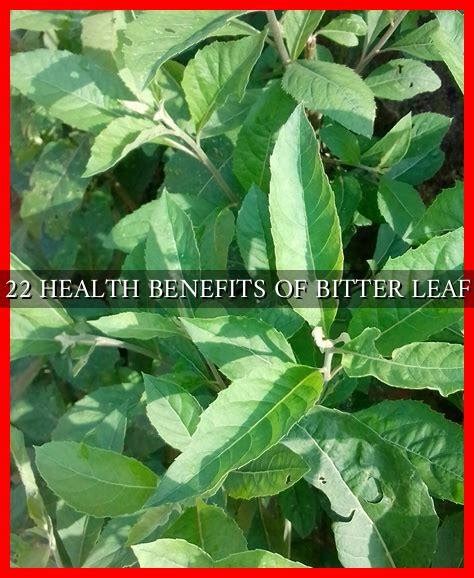 22 HEALTH BENEFITS OF BITTER LEAF Wadaef