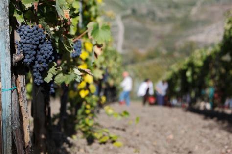 Vendemmia Consorzio Vino Chianti Si Preannuncia Una Grandissima