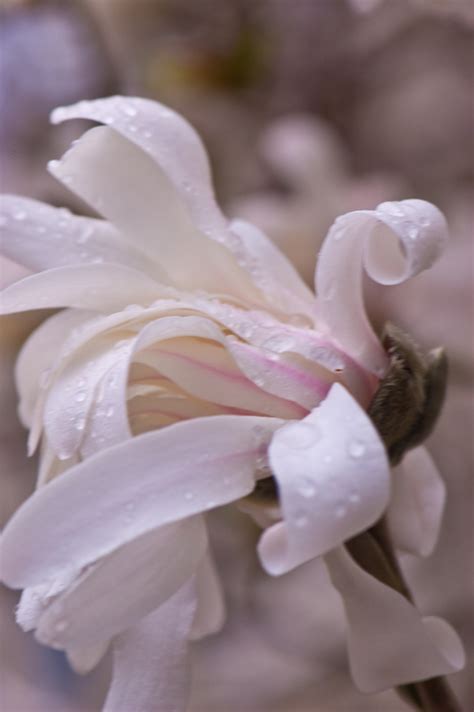 Magnolias Flickr