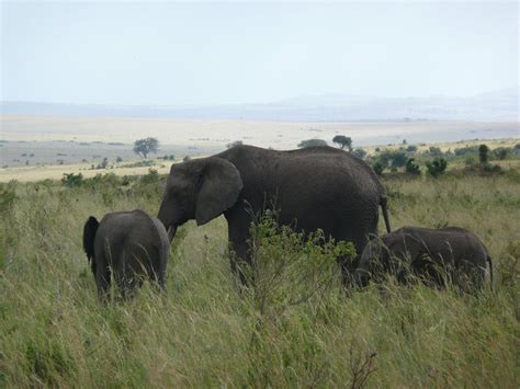 2 Days Amboseli National Park Safari - Intare Safaris