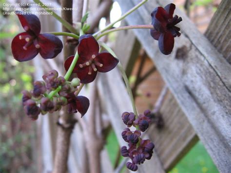 Plantfiles Pictures Akebia Species Chocolate Vine Five Leaf Akebia