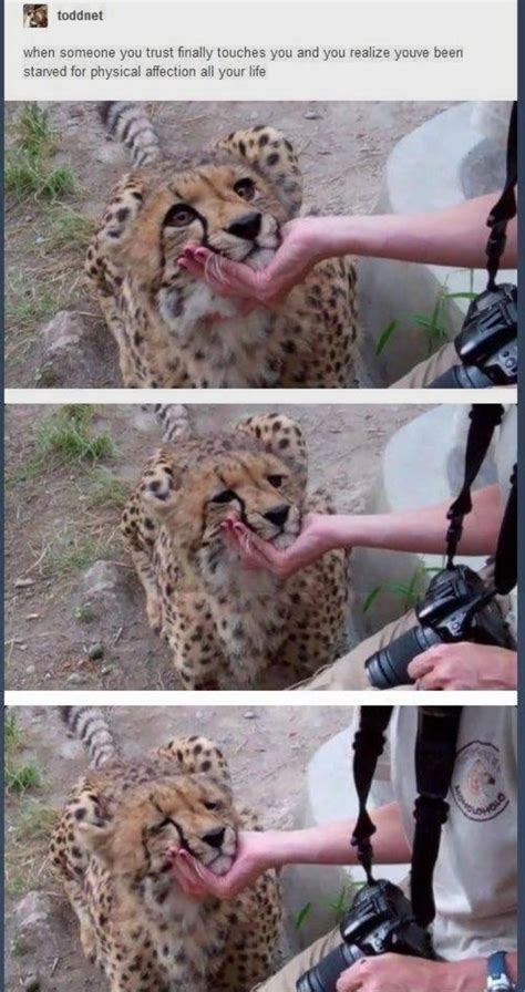 When The Photographer Touched The Cheetah Rwholesomememes Wholesome Memes Know Your Meme