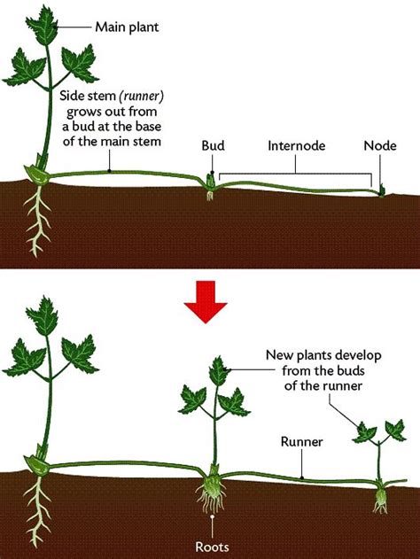 Vegetative Asexual Reproduction