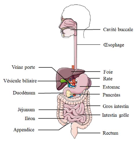 Schéma Général Du Système Digestif Download Scientific Diagram