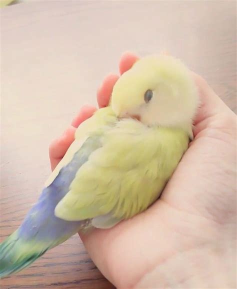 1329 best Budgies, budgies and more budgies... images on Pinterest ...