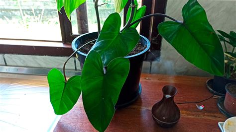 Blushing Philodendron Care Seonagbodhi