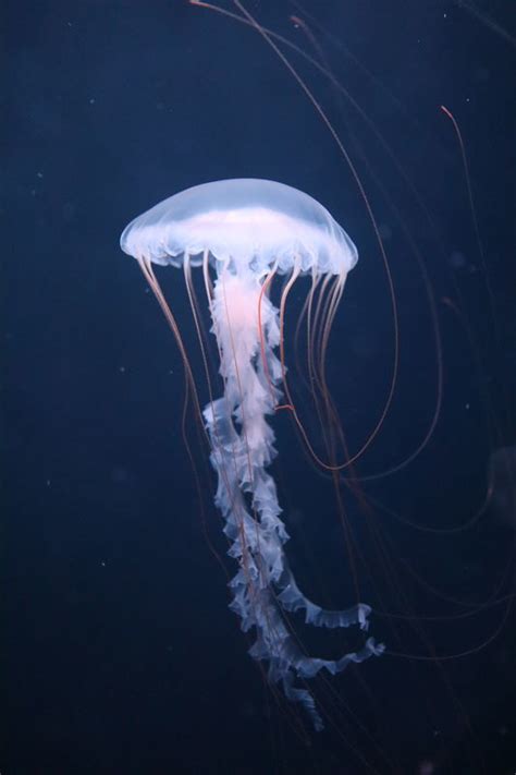 水族館魚図鑑-ヤナギクラゲ(Chrysaora helvola) - 動物園&水族館に行こう！！