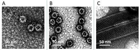 Electron Micrographs Of The Highly Purified Nov Gii Vlps A Gi