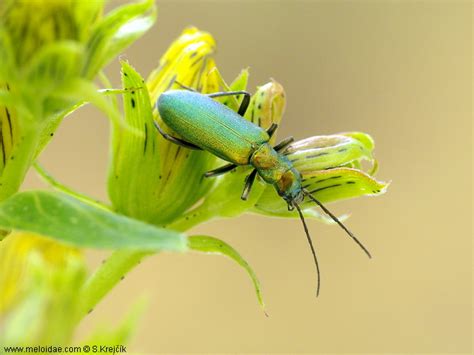 Meloidae — Oedemeridae0043