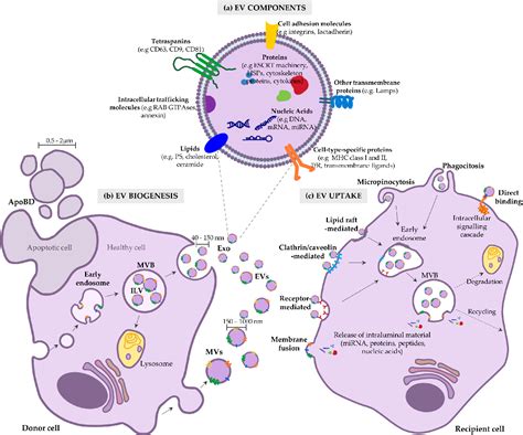 Figure 1 From Bioengineered Mesenchymal Stromal Cell Derived