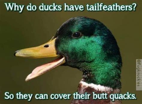 50 Funny Duck Memes That Will Make You Quack All Day