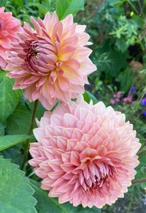 24 Pink Dahlia Varieties That Keep Your Garden Radiant Every Season