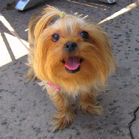 a very friendly Yorkie | by tables and chairs outside a shop… | Flickr