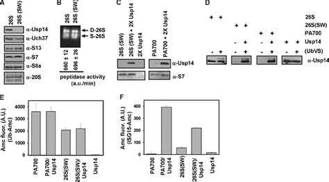 Adding Back Usp14 To The 26 S Proteasome Stimulates Proteasome Download Scientific Diagram